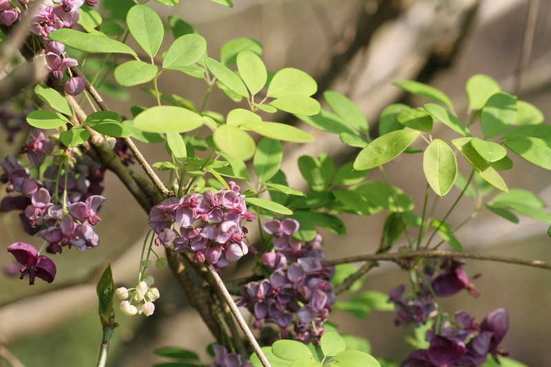 Chocolate Vine photo 7