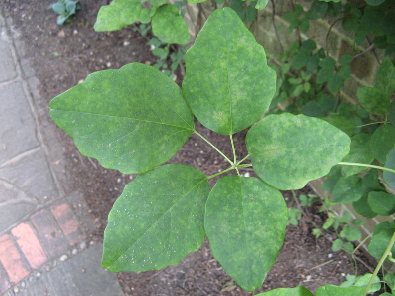 Chocolate Vine photo 8
