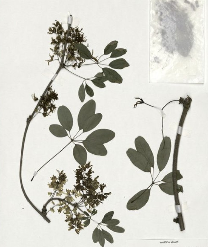 Akebia apetala