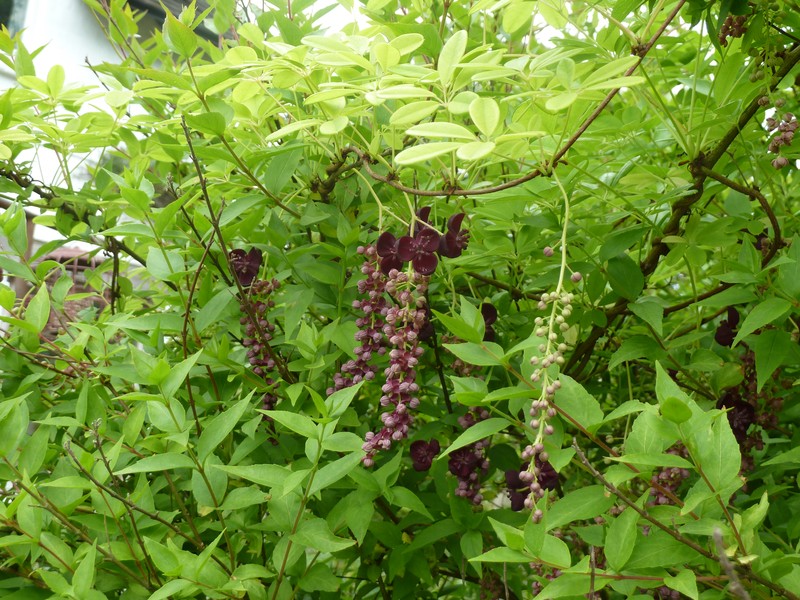 Akebia longeracemosa photo 2