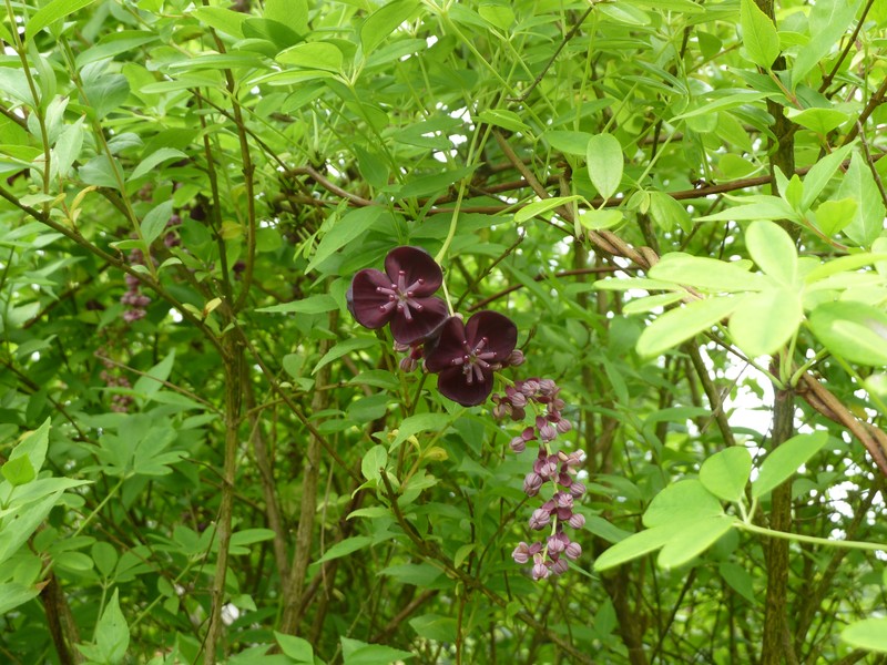 Akebia longeracemosa photo 3