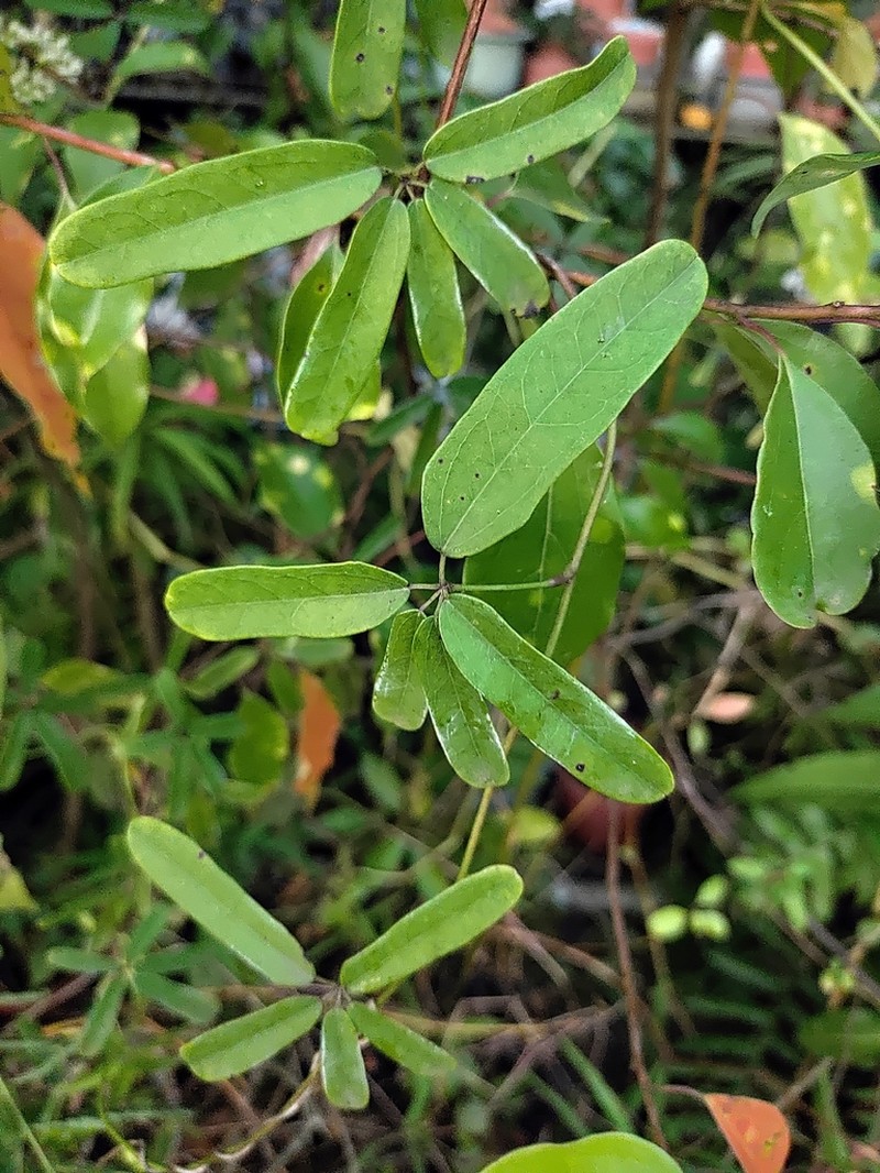 Akebia longeracemosa photo 5