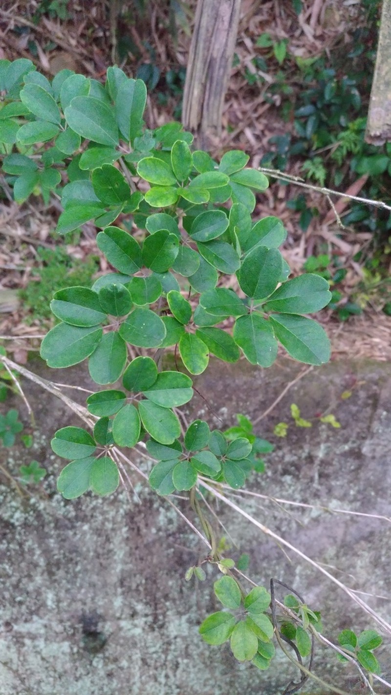 Akebia longeracemosa photo 6