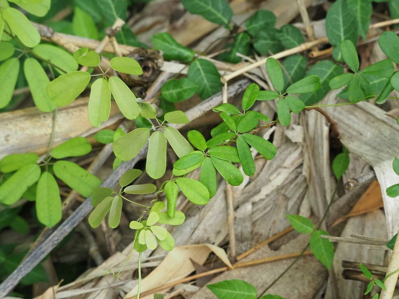 Akebia longeracemosa photo 7