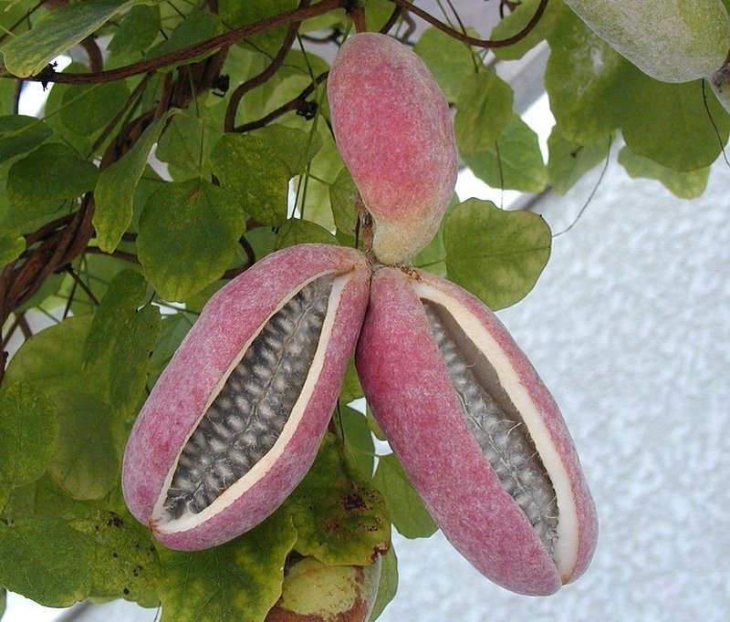 Chocolate Vine photo 2