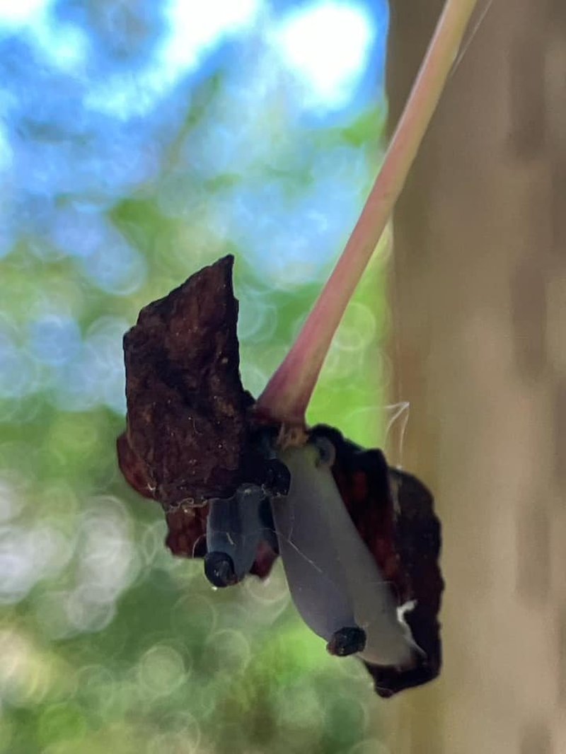 Chocolate Vine photo 4