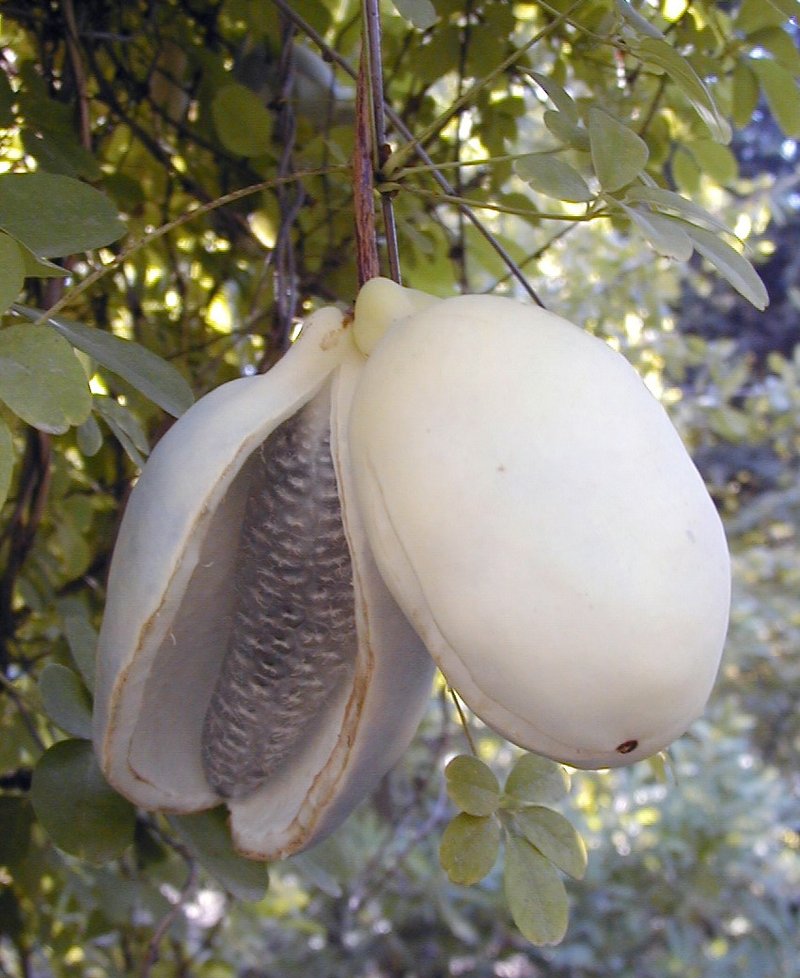 Chocolate Vine photo 5