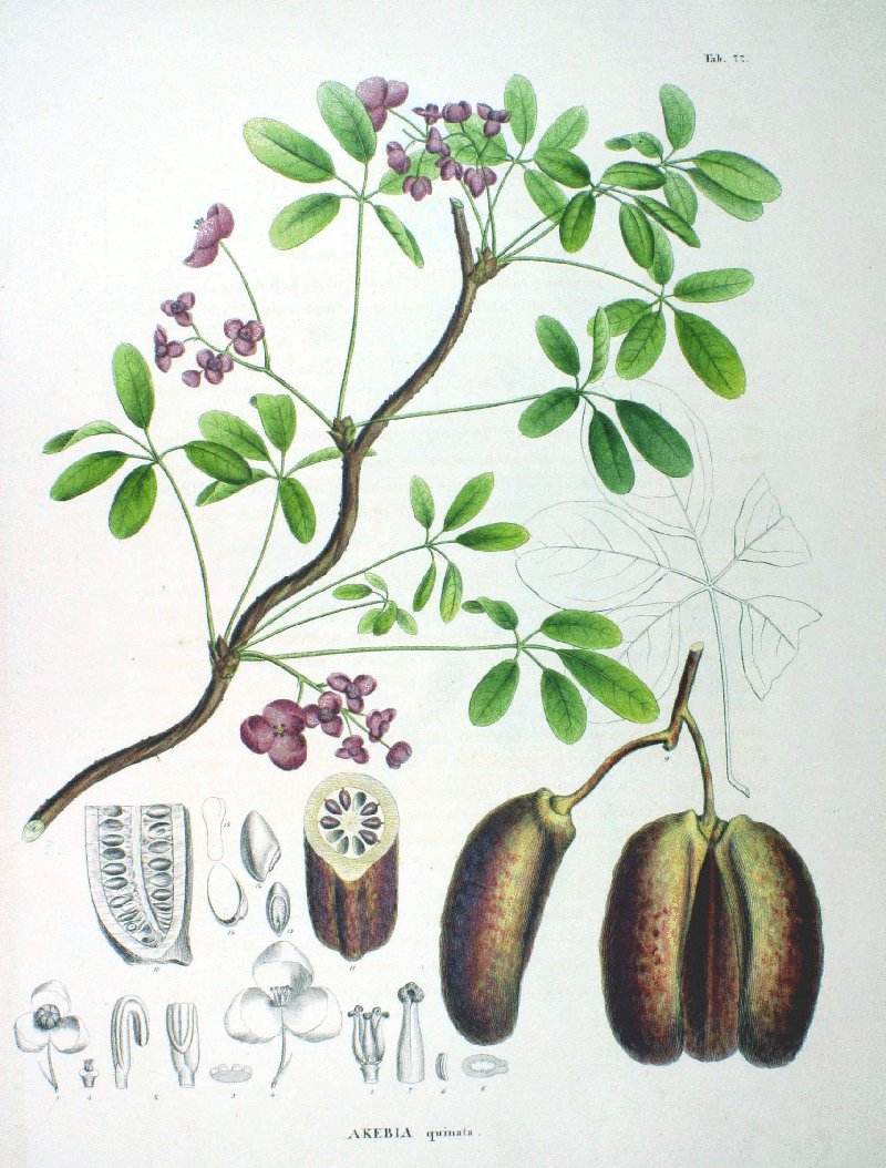 Chocolate Vine photo 6