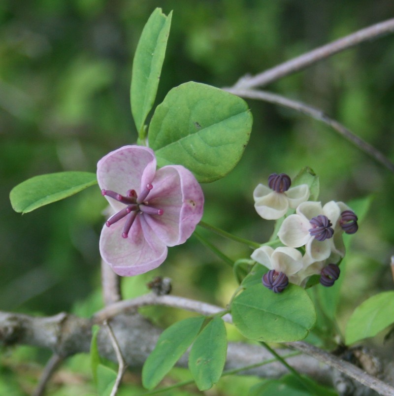 Chocolate Vine photo 7