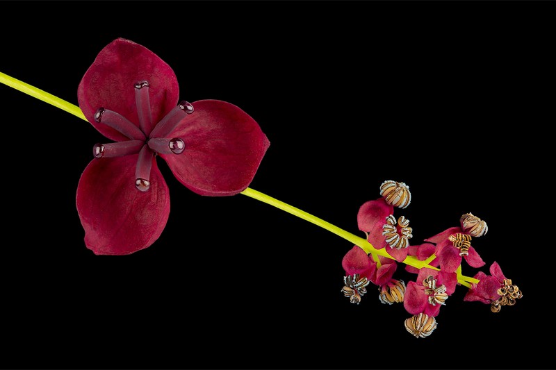 Chocolate Vine photo 8