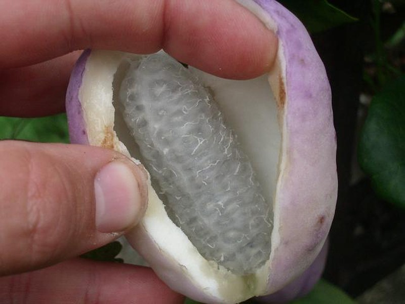 Akebia trifoliata photo 2