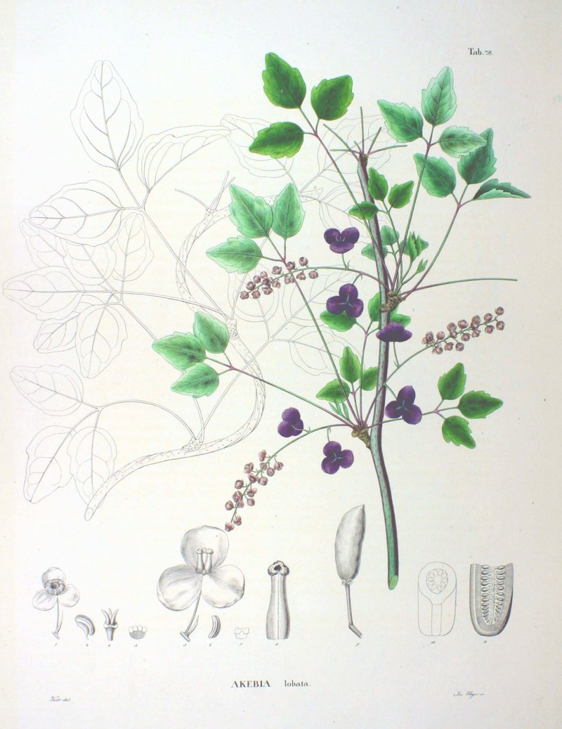 Akebia trifoliata photo 3