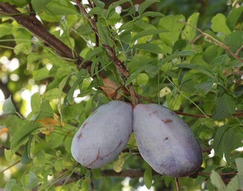 Akebia trifoliata photo 4
