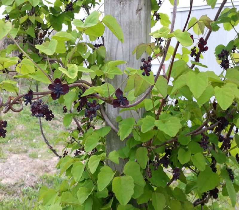 Akebia trifoliata photo 5