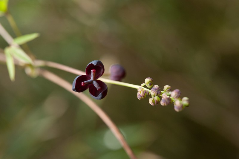 Akebia trifoliata photo 6