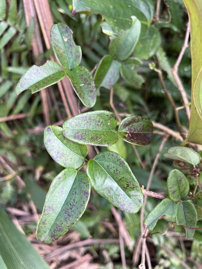 Akebia trifoliata photo 7