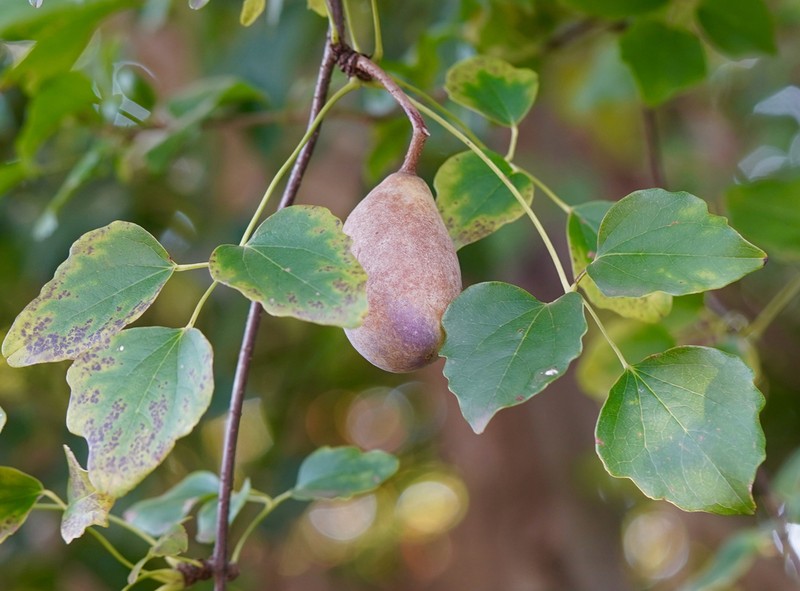 Akebia trifoliata photo 8