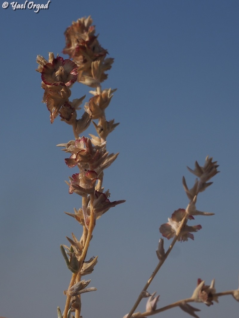 Akhania canescens