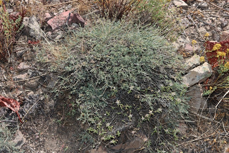 Akhania canescens photo 2
