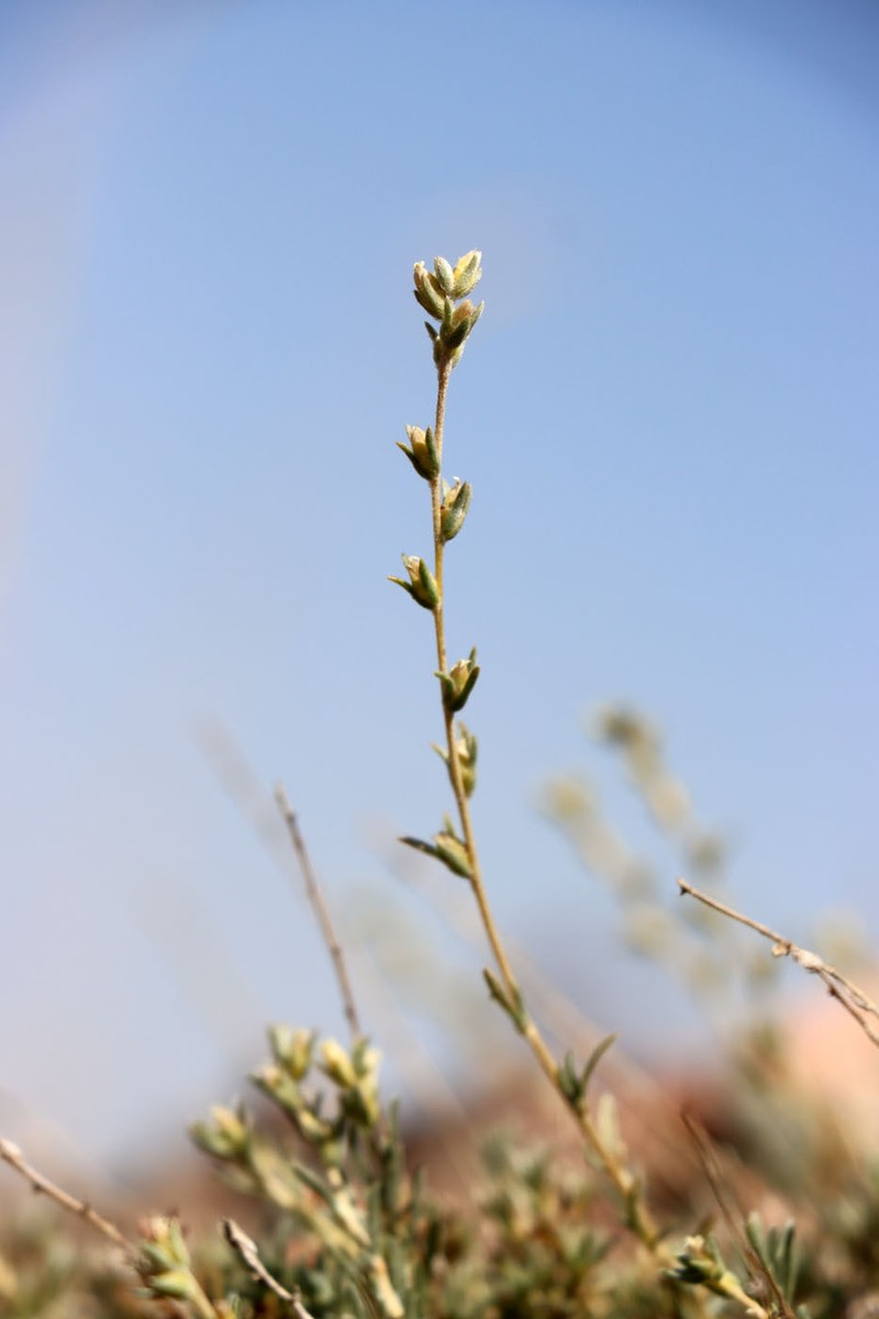 Akhania canescens photo 4