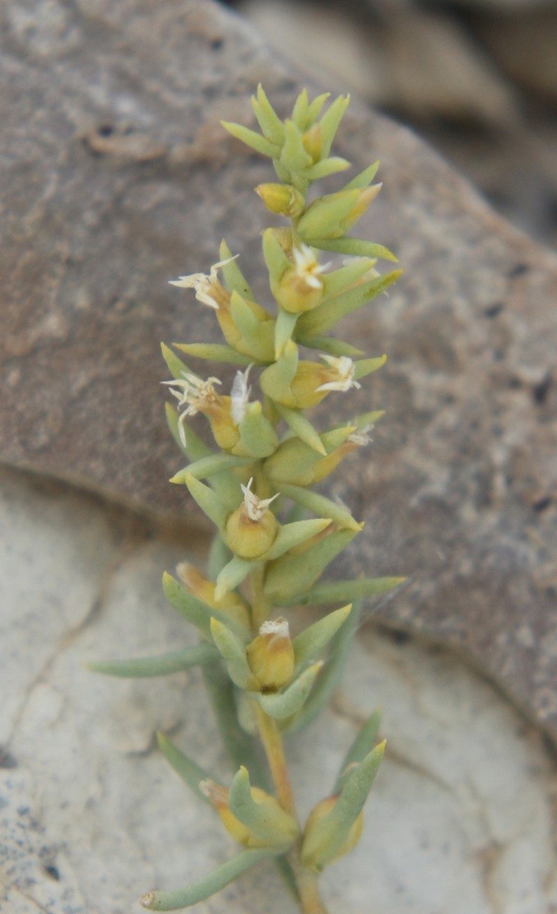Akhania daghestanica