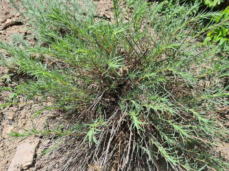 Akhania daghestanica photo 2