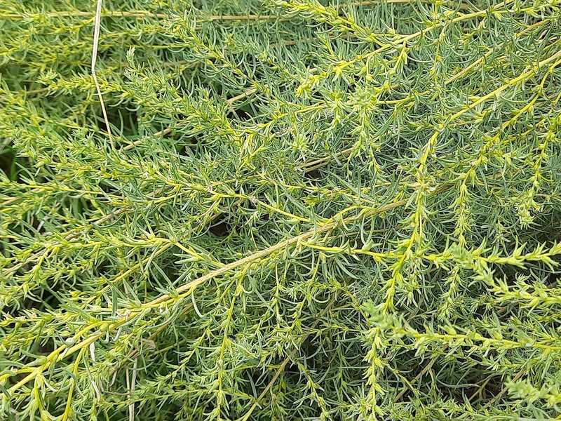 Akhania daghestanica photo 3