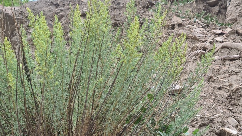 Akhania daghestanica photo 4