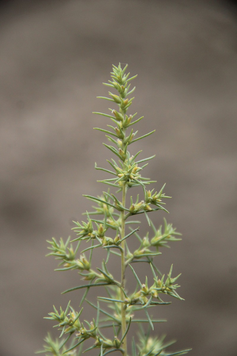 Akhania daghestanica photo 5