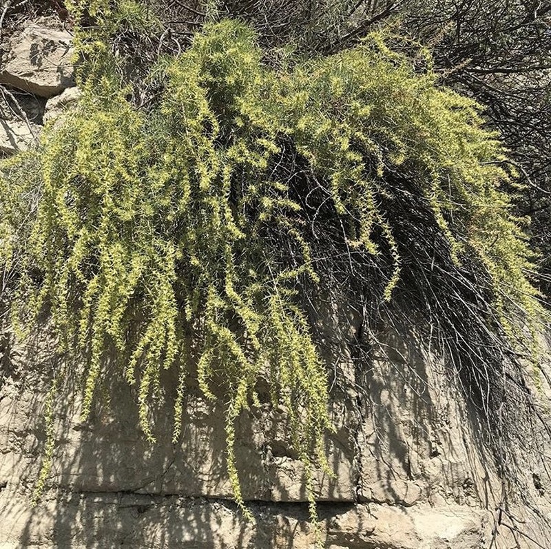 Akhania daghestanica photo 6