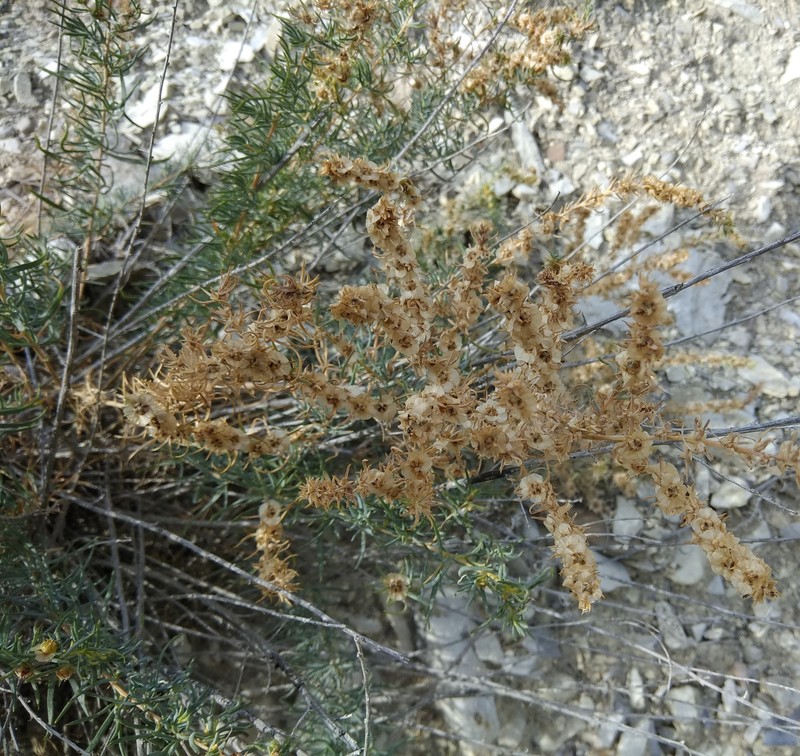 Akhania daghestanica photo 7