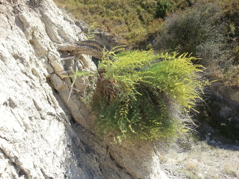 Akhania daghestanica photo 8