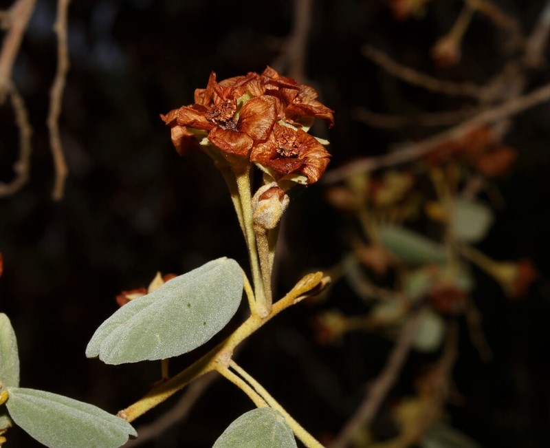 Akrosida floribunda