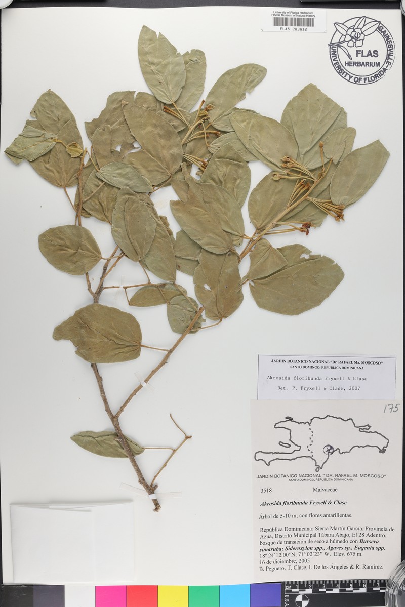 Akrosida floribunda photo 3