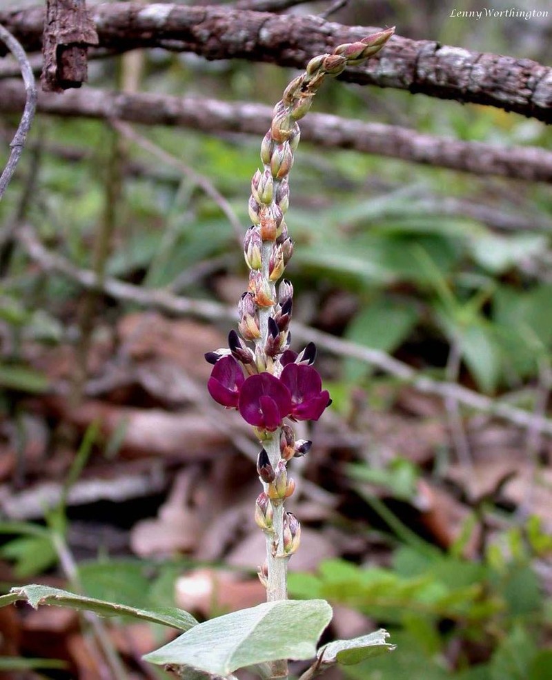 Akschindlium godefroyanum photo 2