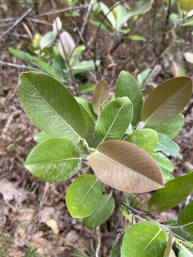 Akschindlium godefroyanum photo 3