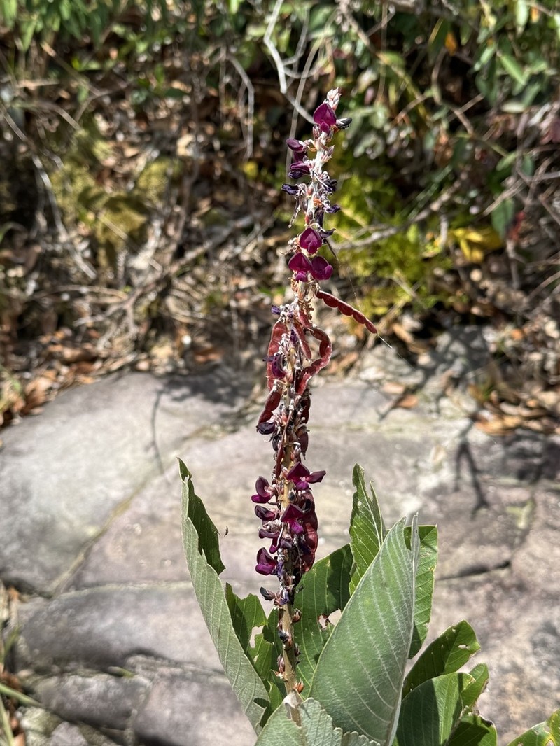 Akschindlium godefroyanum photo 5
