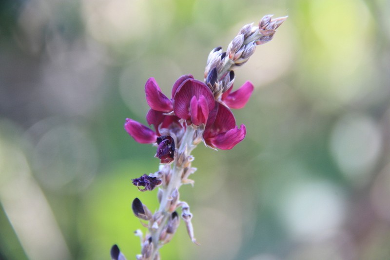 Akschindlium godefroyanum photo 6