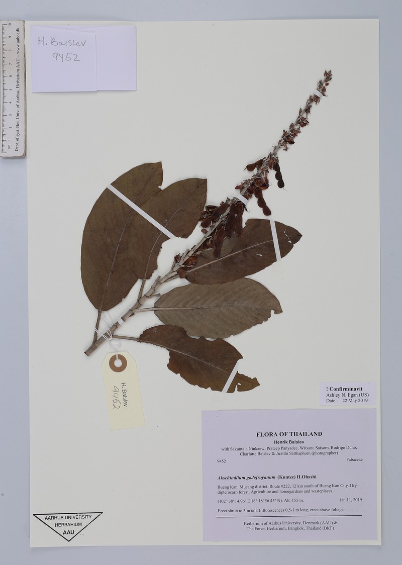 Akschindlium godefroyanum photo 8