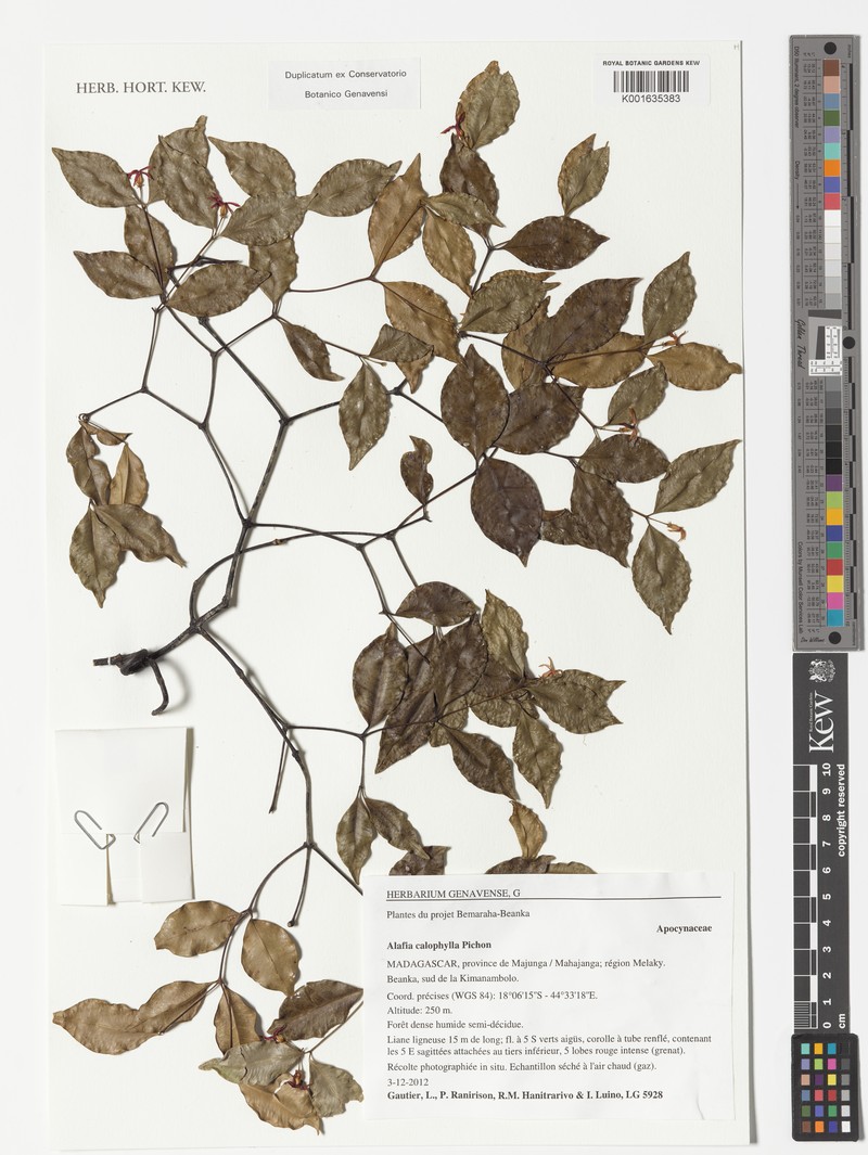 Alafia calophylla