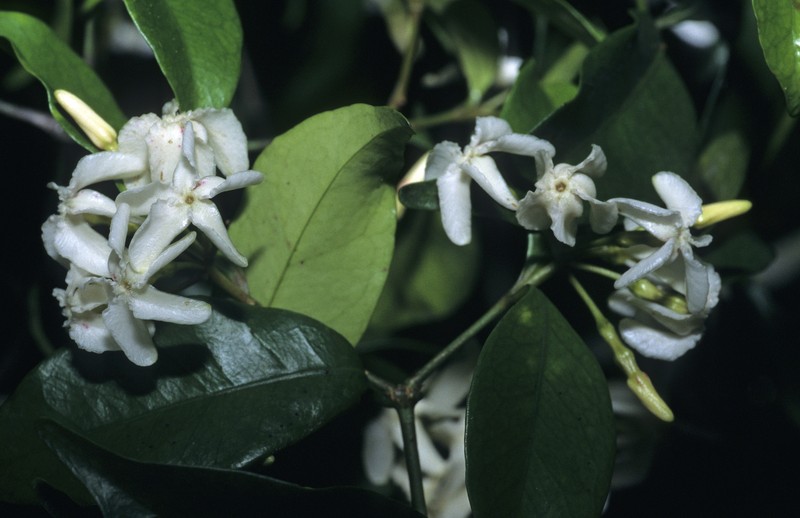 Alafia caudata