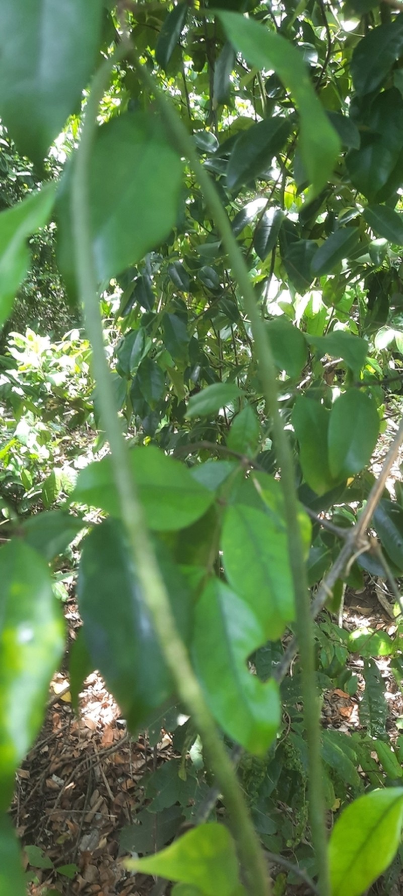 Alafia caudata photo 2