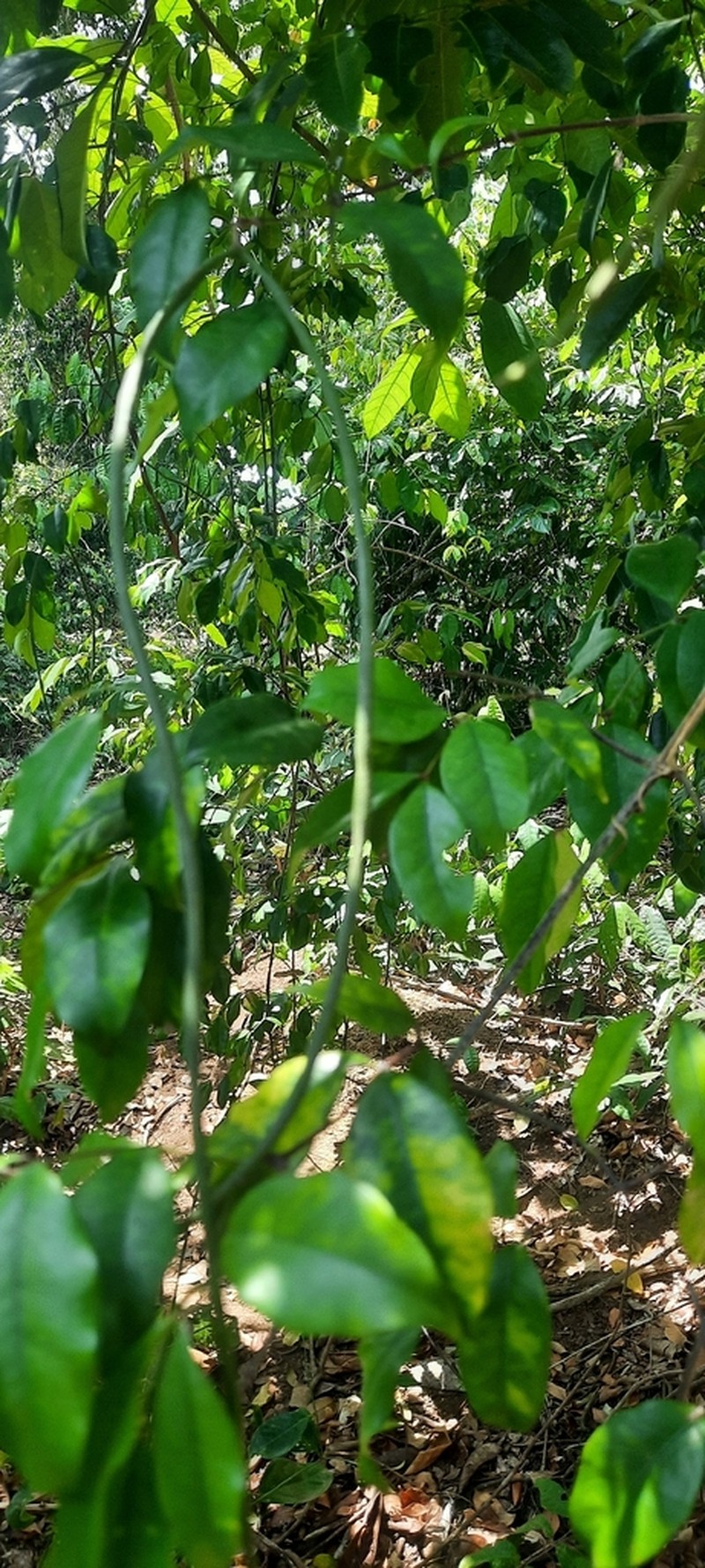 Alafia caudata photo 3