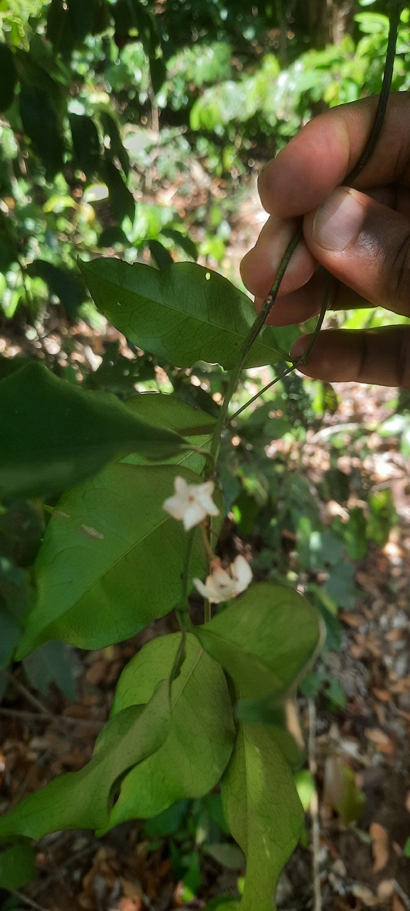Alafia caudata photo 5