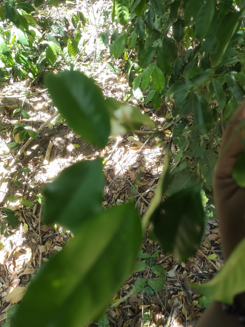 Alafia caudata photo 6