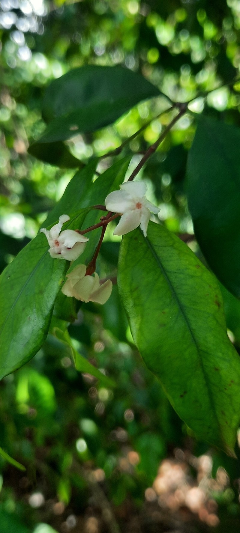 Alafia caudata photo 7