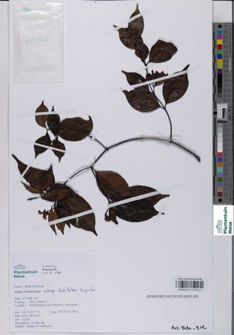 Alafia caudata photo 8