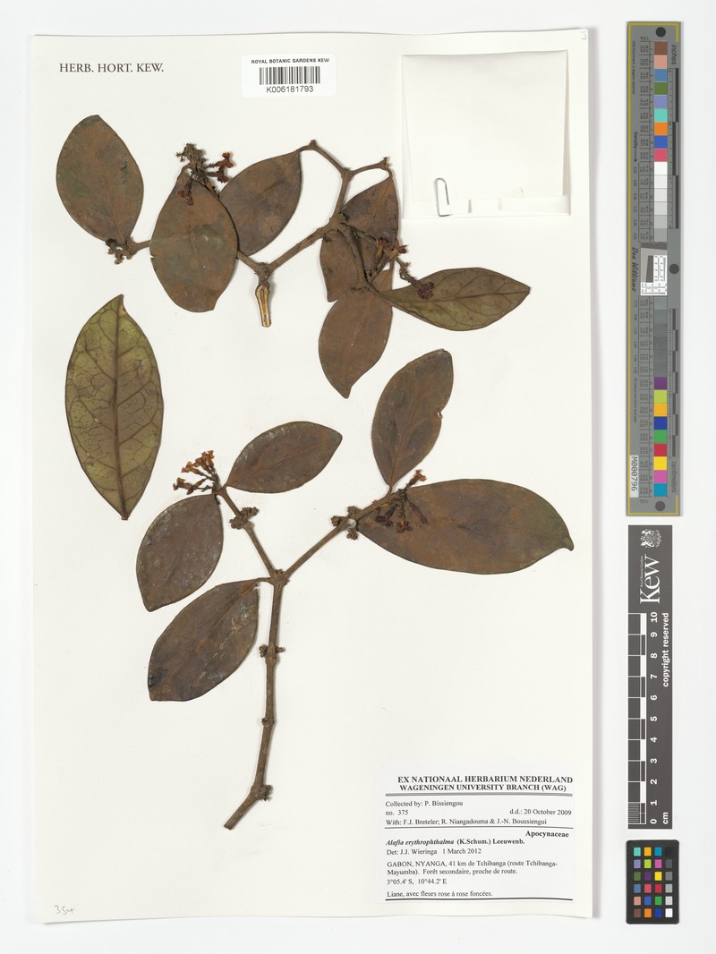 Alafia erythrophthalma