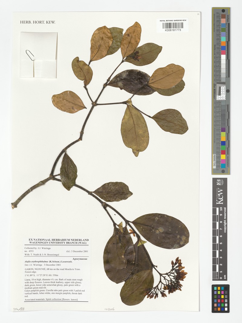 Alafia erythrophthalma photo 2