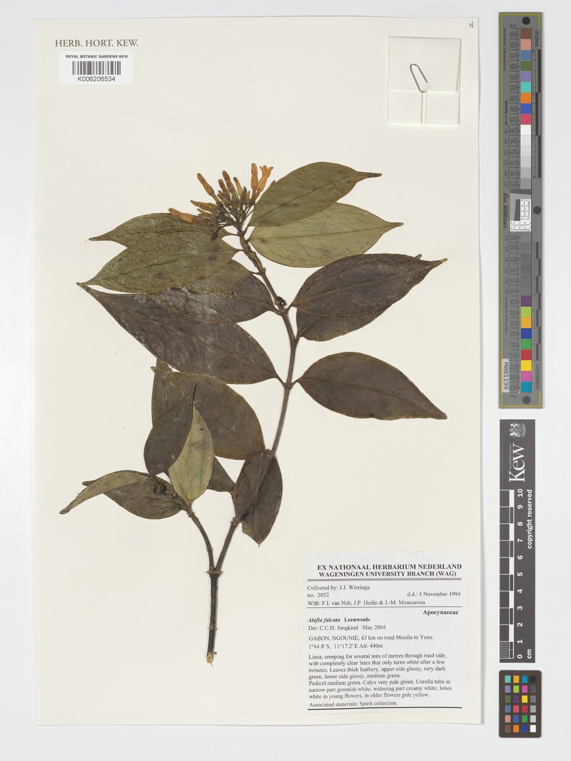Alafia falcata